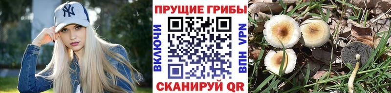 Псилоцибиновые грибы Cubensis  купить   Николаевск-на-Амуре 